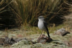 Muscisaxicola cinereus