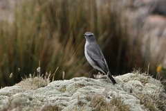 Muscisaxicola griseus