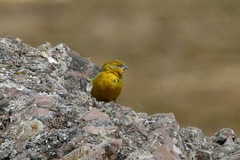 Sicalis uropygialis