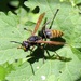 Bicolor-group Paper Wasps - Photo (c) Lorena Zapata, some rights reserved (CC BY-NC), uploaded by Lorena Zapata