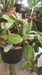 Rhipsalidopsis gaertneri