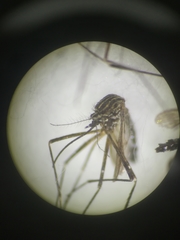 Aedes eleanorae