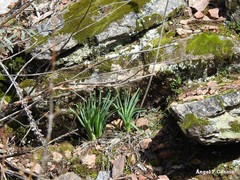 Asphodelus cerasiferus