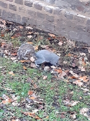 Sciurus carolinensis