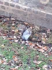 Sciurus carolinensis