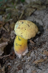 Neoboletus xanthopus
