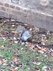 Sciurus carolinensis