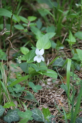 Viola sieheana