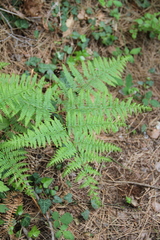 Pteridium tauricum