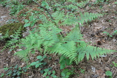 Pteridium tauricum