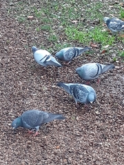 Columba livia domestica