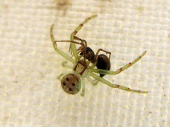 Laminacauda montevidensis