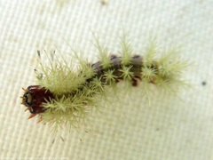 Leucanella viridescens