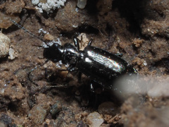Microlestes maurus
