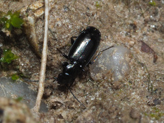 Microlestes maurus