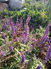 Salvia nemorosa