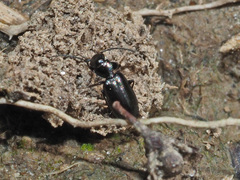 Microlestes maurus