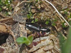 Microlestes maurus