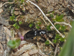 Microlestes maurus
