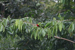 Ramphocelus nigrogularis