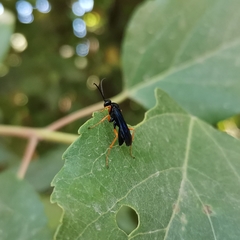 Sphictostethus xanthopus