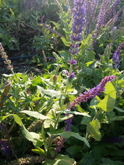 Salvia nemorosa