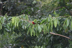 Ramphocelus nigrogularis