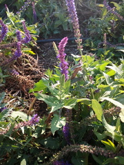 Salvia nemorosa