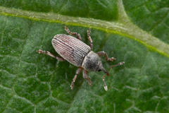 Tychius