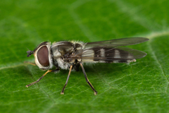 Leucozona laternaria