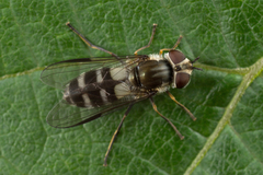 Leucozona laternaria
