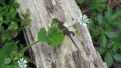 Sceloporus scalaris