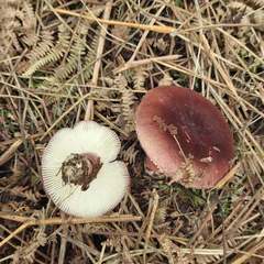 Russula torulosa