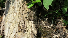 Sceloporus scalaris