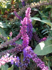 Salvia nemorosa
