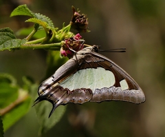 Polyura agraria