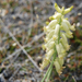 Astragalus collinus - Photo (c) 2011 Ryan Batten, algunos derechos reservados (CC BY-NC-SA)