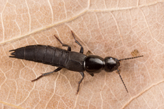Ocypus fuscatus