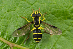 Xanthogramma pedissequum