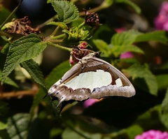 Polyura agraria
