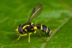 Xanthogramma pedissequum