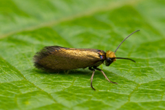 Micropterix aruncella