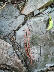 Scolopendra sumichrasti