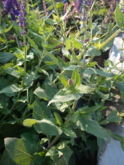 Salvia nemorosa