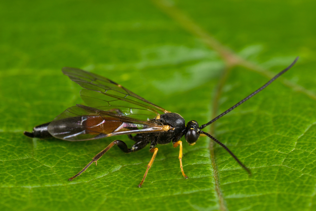 Ctenopelma tomentosum