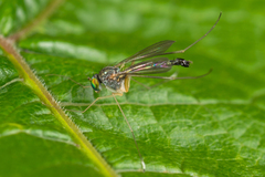 Sciapus platypterus