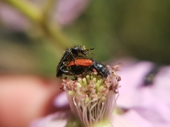 Arthrobrachus nigromaculatus