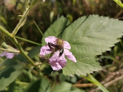 Arthrobrachus nigromaculatus