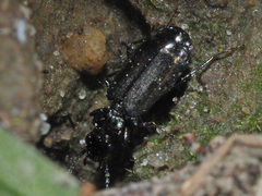 Microlestes