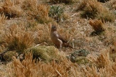 Upucerthia validirostris